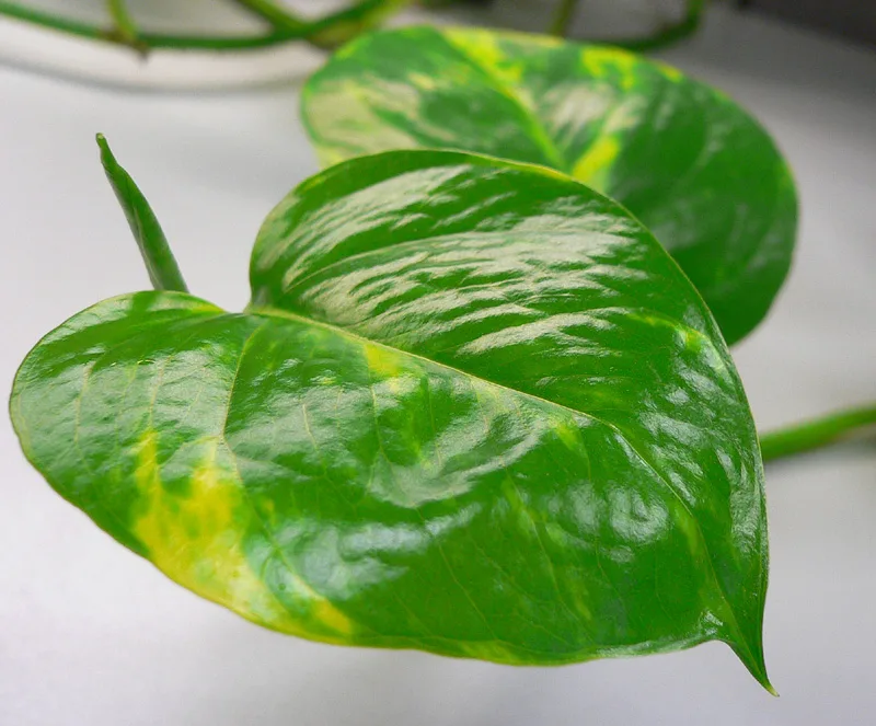 Epipremnum_pinnatum_var