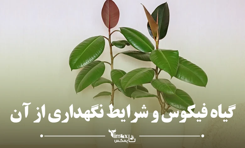 گیاه فیکوس