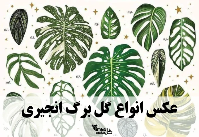 عکس انواع گل برگ انجیری