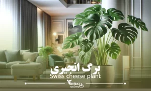 گل برگ انجیری Swiss cheese plant